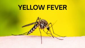 about-yellow-fever